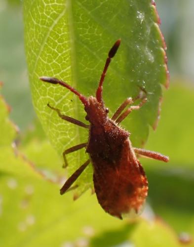 Coriomeris sp.